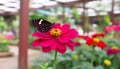 Vibrant lepidoptera on pink daisy, focus on foreground and background generated by AI Royalty Free Stock Photo