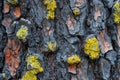 Vibrant Lichen Growth on Weathered Tree Bark Texture in Natural Setting Royalty Free Stock Photo