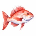 Realistic Watercolor Clipart Of Red Snapper Fish On White Background