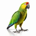 Parrot Bird Standing On White Background In National Geographic Style