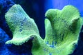 Vibrant living ocean corals. Underwater marine life