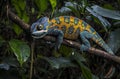 A vibrant lizard resting on a branch amidst lush green foliage Royalty Free Stock Photo