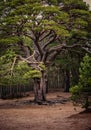 A vibrant loch side tree Royalty Free Stock Photo