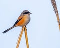 Vibrant long tailed shrike stands atop a wooden stick against a bright blue sky