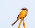 Vibrant long tailed shrike stands atop a wooden stick against a bright blue sky