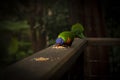 Vibrant Loriini parrot perched atop a rustic-style wooden fencepost, enjoying a snack of food Royalty Free Stock Photo