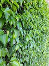 Vibrant lush foliage privacy screen