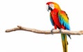 Vibrant Macaw on a Isolated Tree Branch -Generative Ai