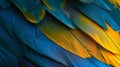 Vibrant Macaw Parrot Feathers Close-up Royalty Free Stock Photo