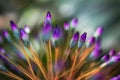 Vibrant macro closeup photo of exotic purple flowers