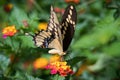 Giant Swallowtail Butterfly Macro Feeding on Lantana Royalty Free Stock Photo