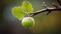 Vibrant Macro Gooseberry Close-up With Texture And Color Gradient