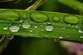 Vibrant macro of a leaf with water droplets adorning its surface