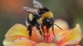 Vibrant macro photography bee pollinating colorful flowers with stunning detail and sharpness