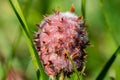 Vibrant macro shot of delicate pink bud of a flower against a blurred background