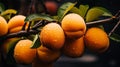 Vibrant macro shot of juicy ripe apricots on a tree branch surrounded by a lush garden landscape