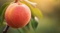 Vibrant Macro Shot Of A Peach On A Tree Branch