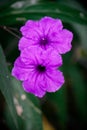 Vibrant macro shot of purple flowers growing on a green stem