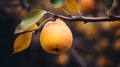 Vibrant Macro Shot Of Textured Quince On Tree With Color Gradient