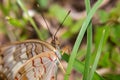 Vibrant macro shot of a white peacock butterfly perched on a blade of grass