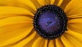 Vibrant macro shot of a yellow Black-Eyed Susan flower