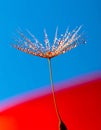 Vibrant Macro of a Sparkling Dandelion Seed Royalty Free Stock Photo