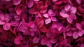 vibrant magenta flowers