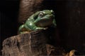 Vibrant Magnificent Tree Frog is perched on a tree stump Royalty Free Stock Photo