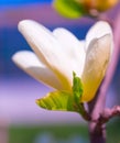 Vibrant magnolia close up.
