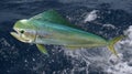 Vibrant Mahi Mahi Fish Leaps Out Of Deep Blue Ocean Water Splash Royalty Free Stock Photo