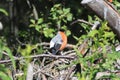 Vibrant male Eurasian bullfinch perched on a tree branch