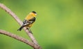 A vibrant male specimen of lesser goldfinch, a small American songbird