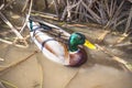 Vibrant mallard duck swimming among reeds in marsh Royalty Free Stock Photo