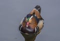 Vibrant Mandarin Duck Royalty Free Stock Photo