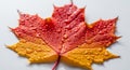 A vibrant maple leaf (Acer) displays a gradient from deep red to bright yellow, covere Royalty Free Stock Photo