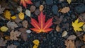 Vibrant Maple Leaf Amidst River Stones: A Stunning Fall Composition Royalty Free Stock Photo