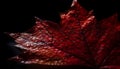 Vibrant maple leaf, close up, autumn beauty generated by AI