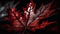 Vibrant maple leaf, wet with rain drops generated by AI