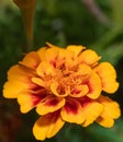 Vibrant Marigold Close-Up: A Stunning Yellow and Orange Blossom, Radiating Nature\'s Beauty and Warmth