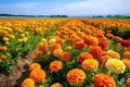 Vibrant Marigold Farm With Rows Of Colorful Blooms. Generative AI