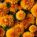 Vibrant marigold flower blooms seamless pattern in top view with beautifully arranged petals