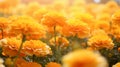 Vibrant Marigold Flower Field: A Captivating Display Of Nature\'s Beauty