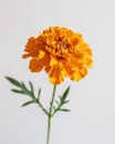 Vibrant marigold flower in full bloom