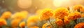 Vibrant marigold flower on isolated bokeh background with copy space for text placement.