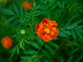 A vibrant marigold flower with rich orange and red petals blooms amidst a backdrop of soft-focus green foliage, showcasing nature Royalty Free Stock Photo