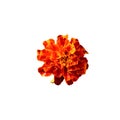 A vibrant marigold flower with rich orange and red petals, blossoming against a white background