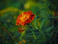 A vibrant marigold flower with rich orange and red petals, surrounded by a soft focus green background ideal for gardening or Royalty Free Stock Photo