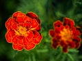 A vibrant marigold flower with rich red and orange hues is in full bloom, surrounded by its dark green, jagged leaves it exudes a Royalty Free Stock Photo