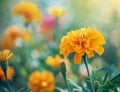 Vibrant marigold flowers in a garden