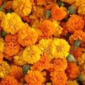 Vibrant marigold flowers stacked for gudi padwa festival celebration, gudi padwa decoration photo